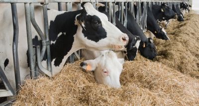 Dairy webinar to explore the power of protein